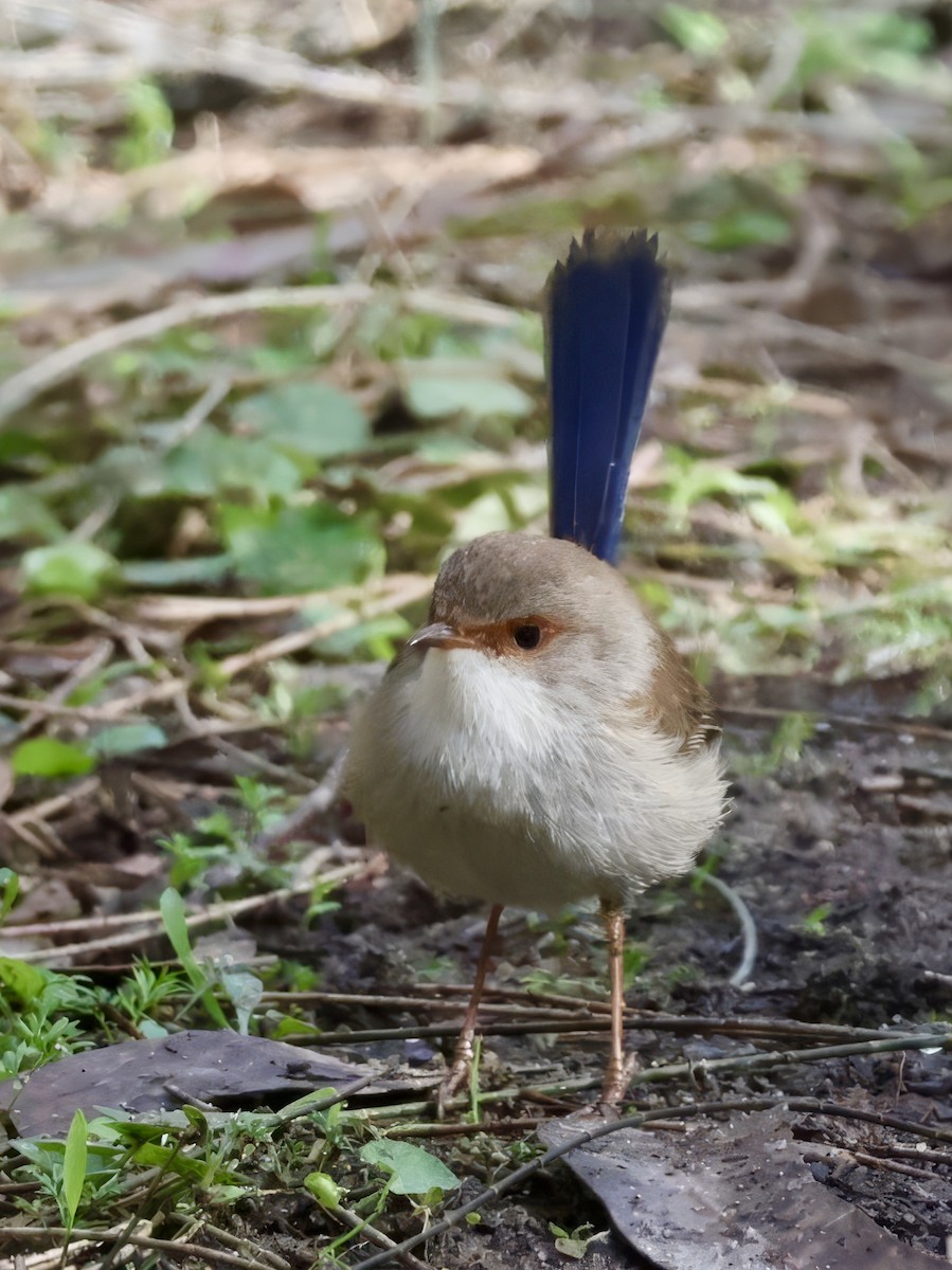 Superb Fairywren - ML638937525