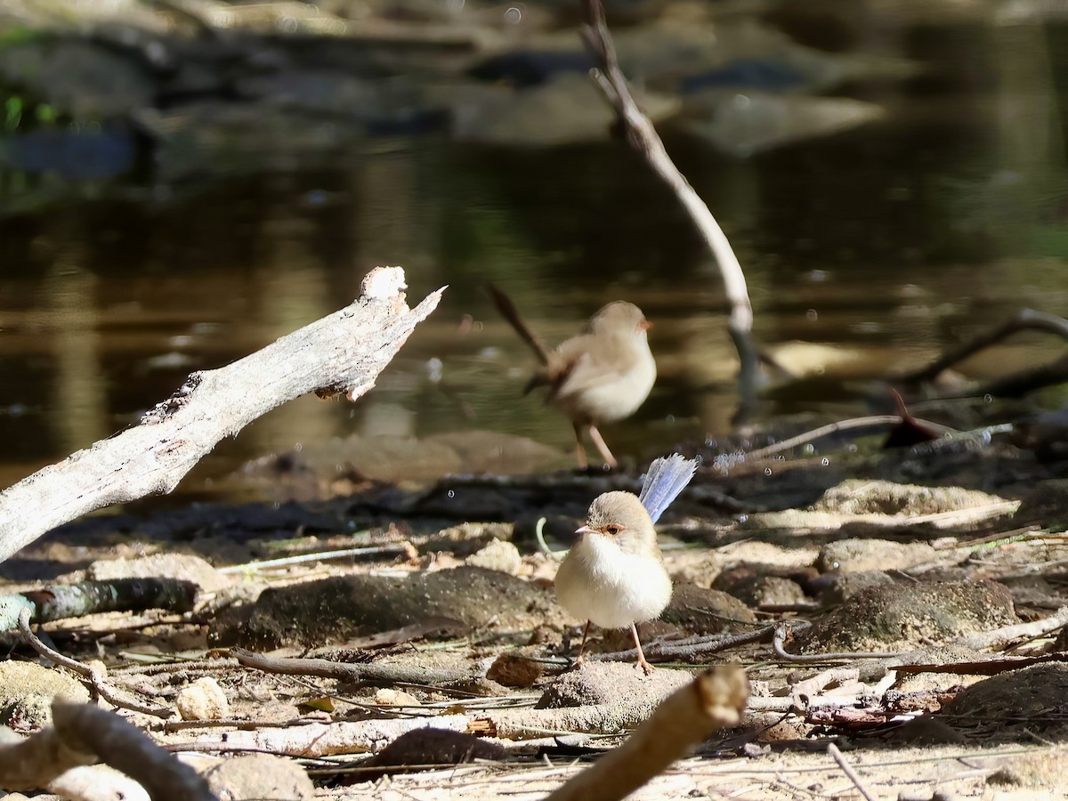 Superb Fairywren - ML638937526