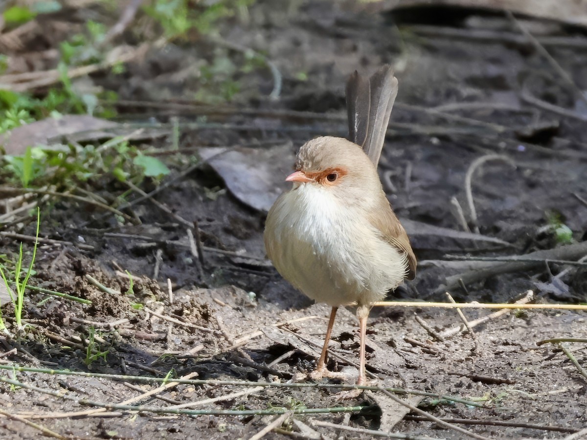 Superb Fairywren - ML638937527