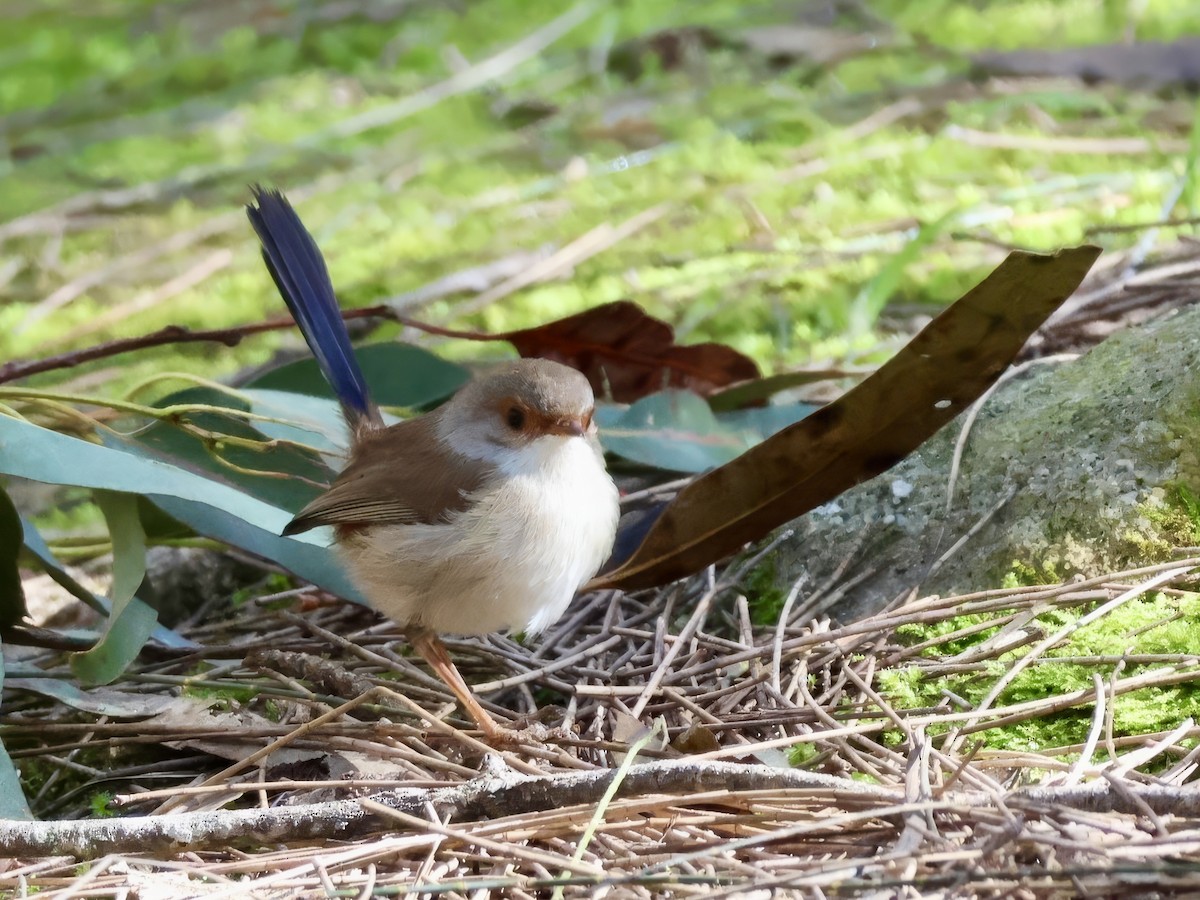 Superb Fairywren - ML638937528