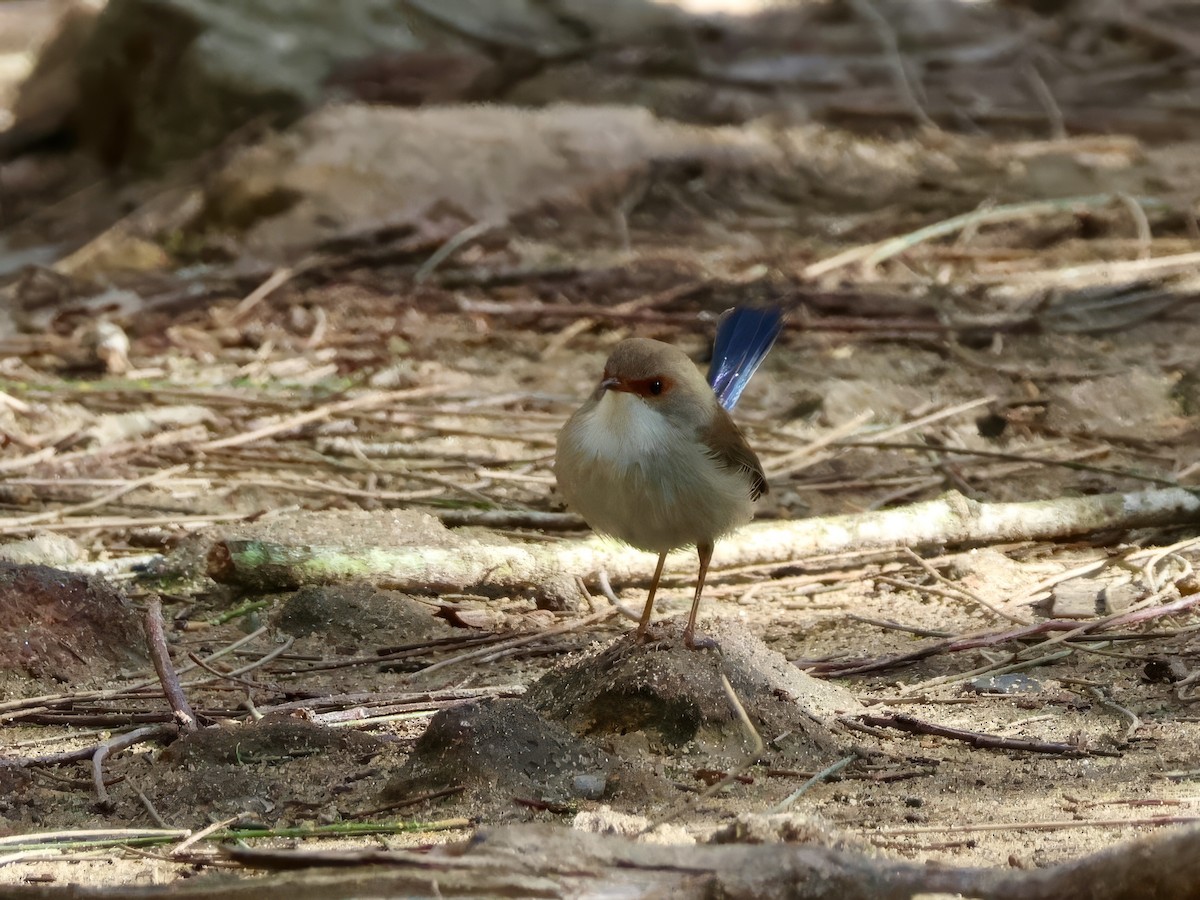 Superb Fairywren - ML638937529