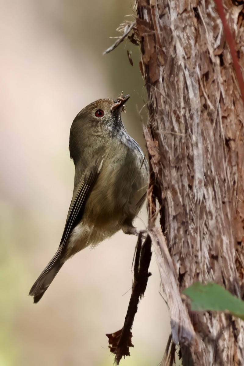 Brown Thornbill - ML638937538