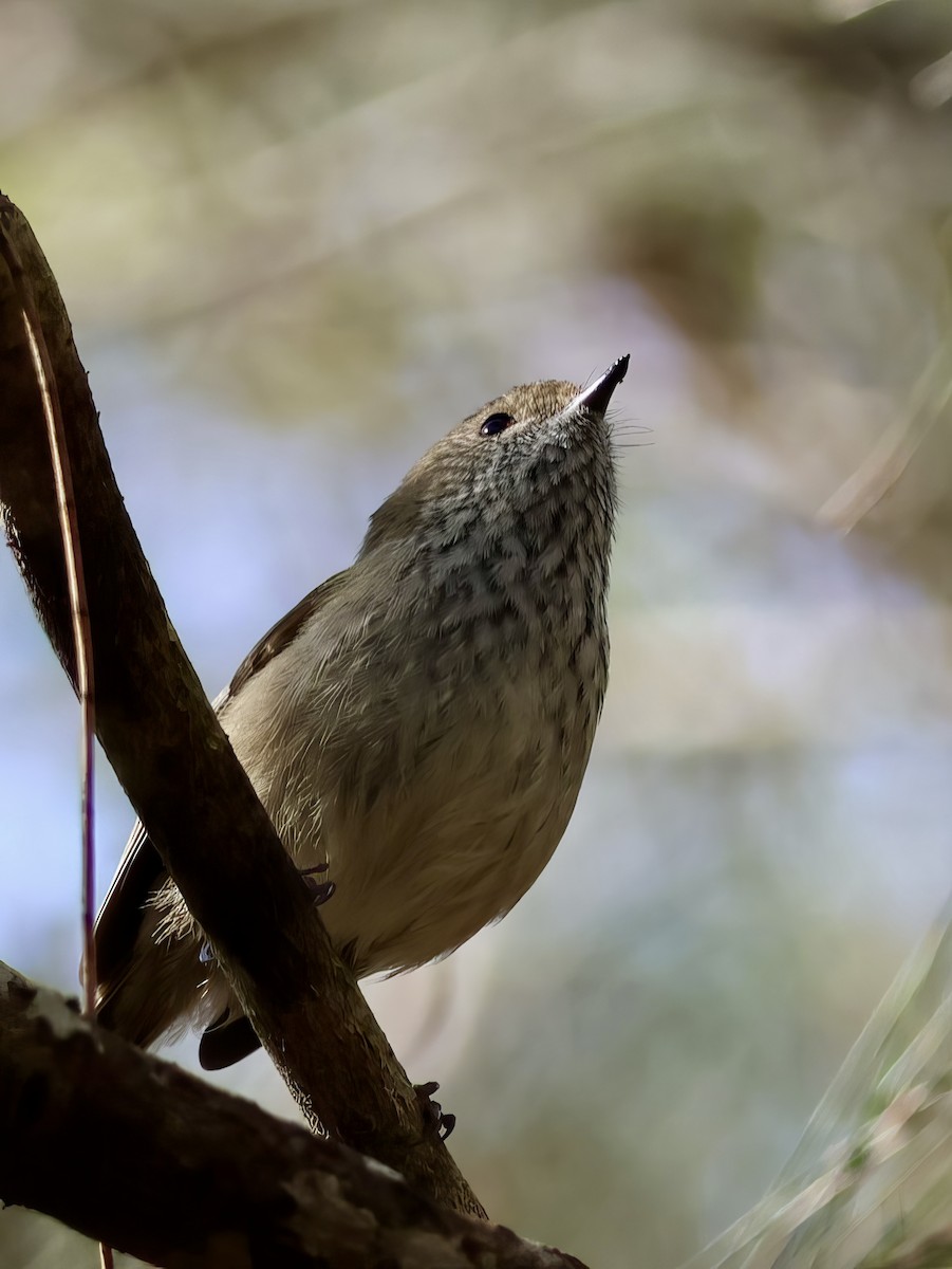 Brown Thornbill - ML638937539
