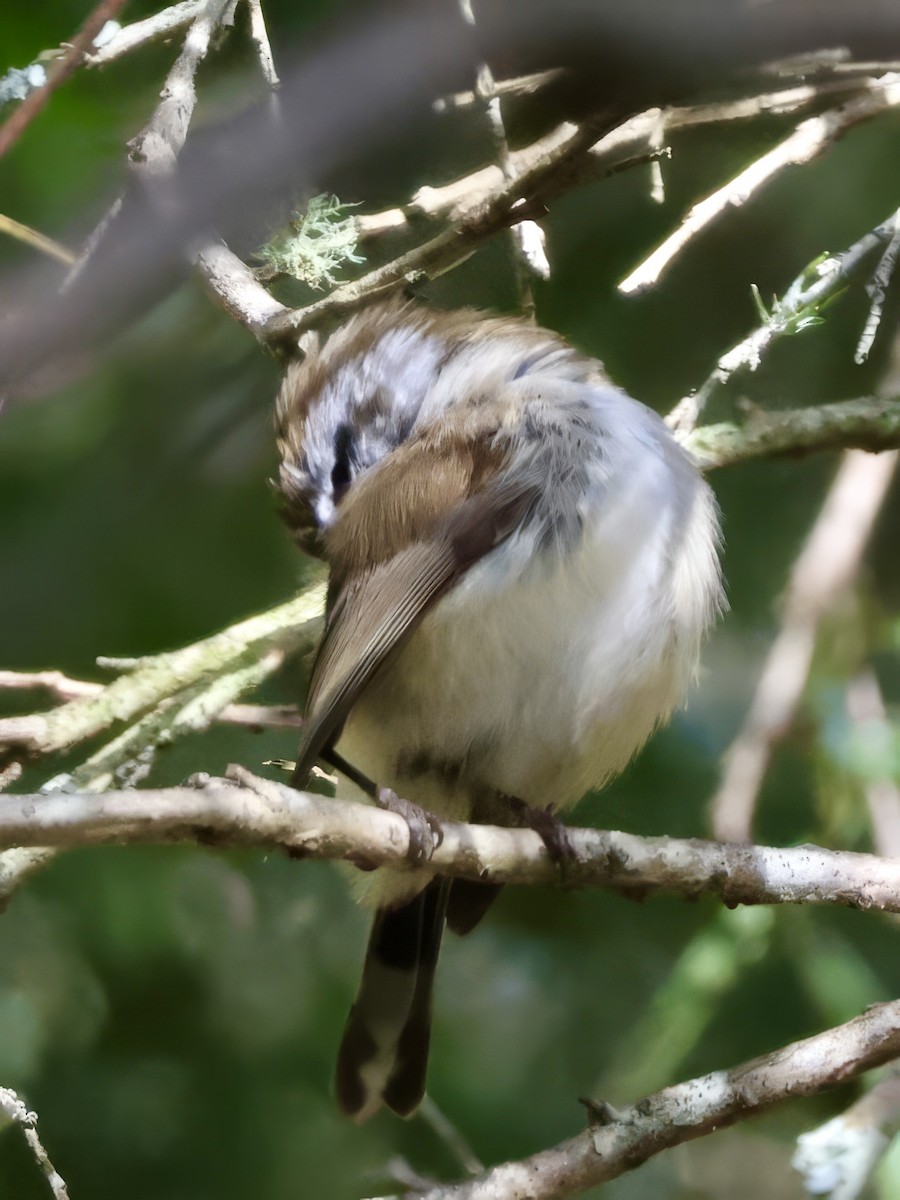 Brown Gerygone - ML638937543