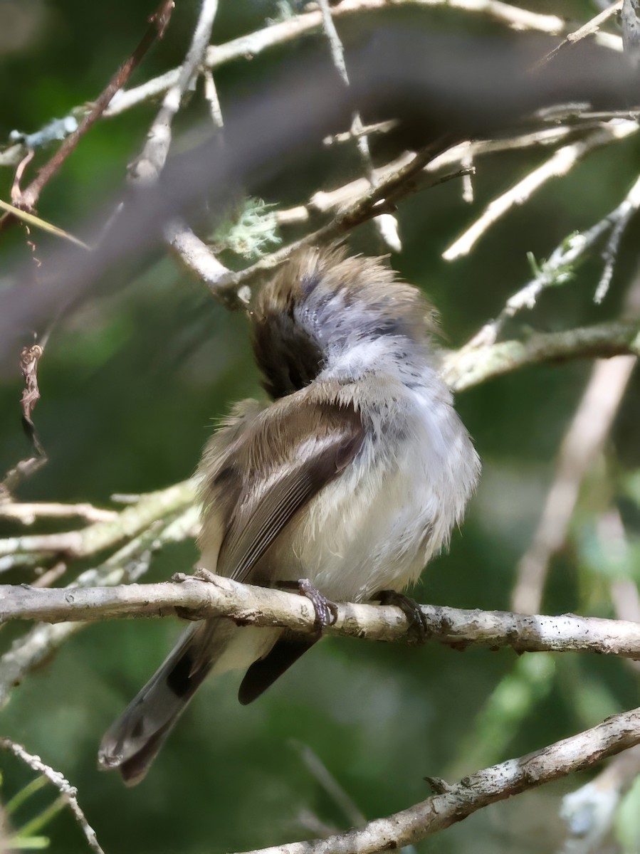 Brown Gerygone - ML638937544