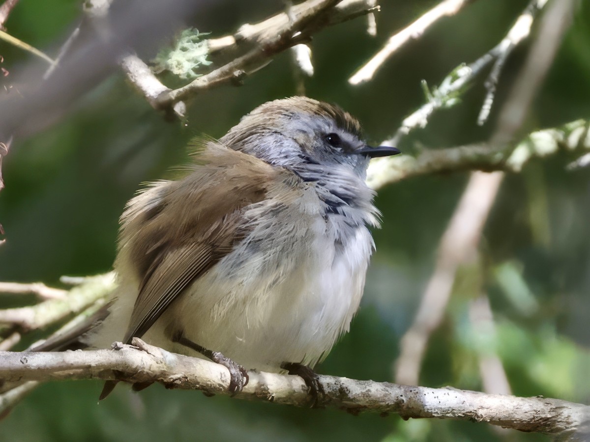 Brown Gerygone - ML638937545