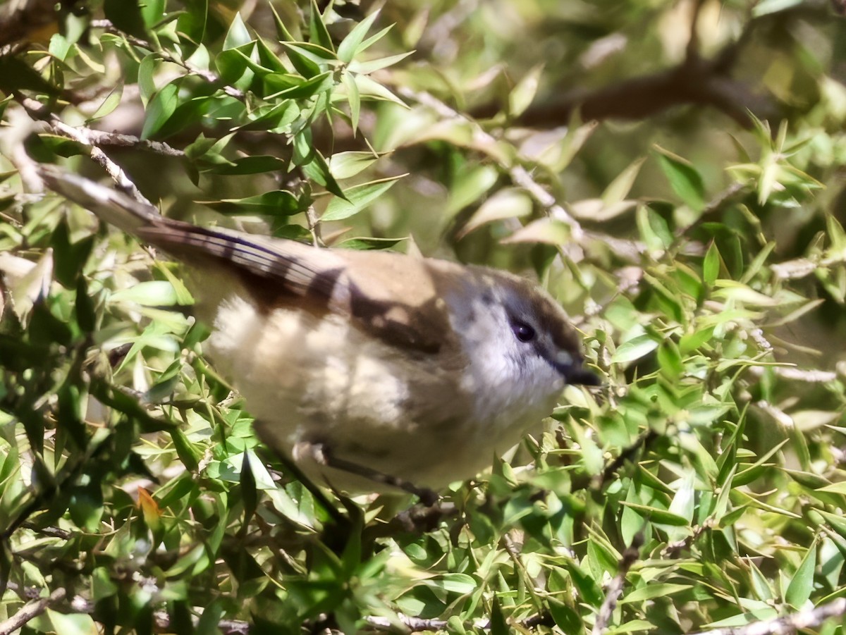 Brown Gerygone - ML638937546