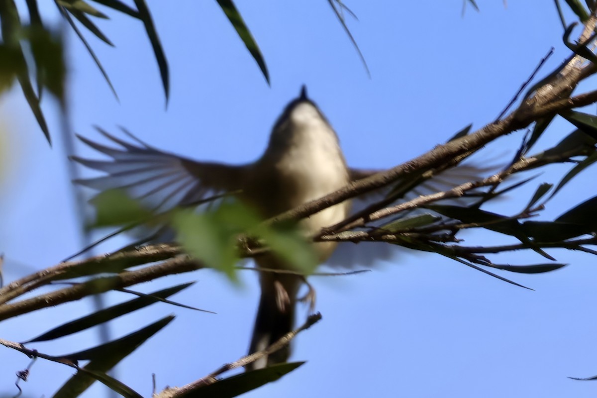 Brown Gerygone - ML638937547