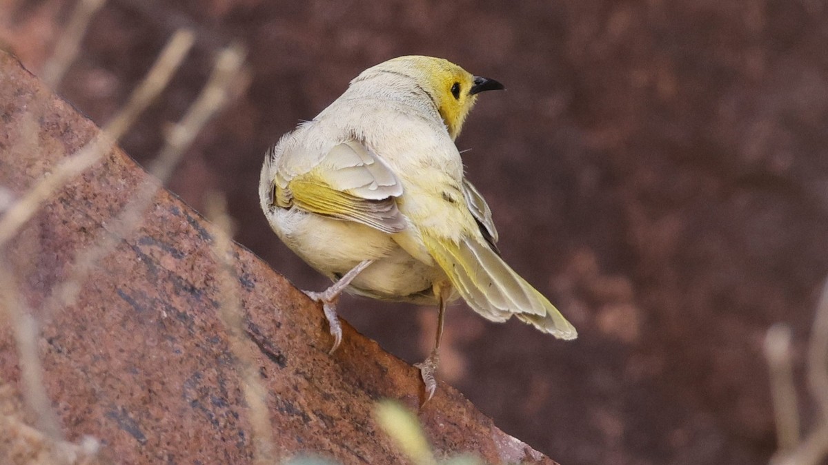 White-plumed Honeyeater - ML638937551