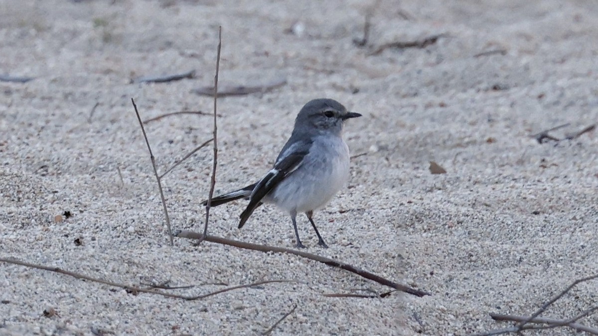 Hooded Robin - ML638937563
