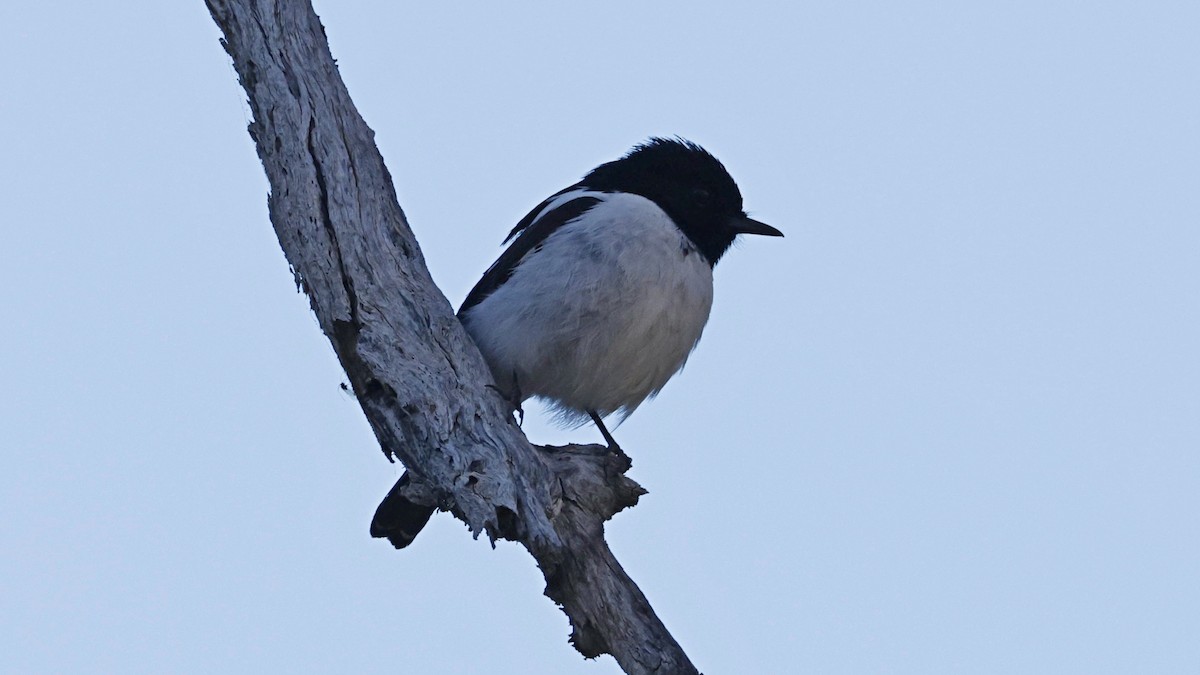 Hooded Robin - ML638937564