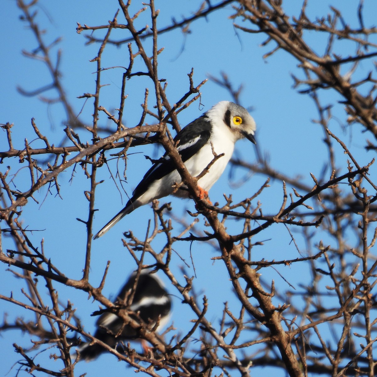 White-crested Helmetshrike - ML638937606