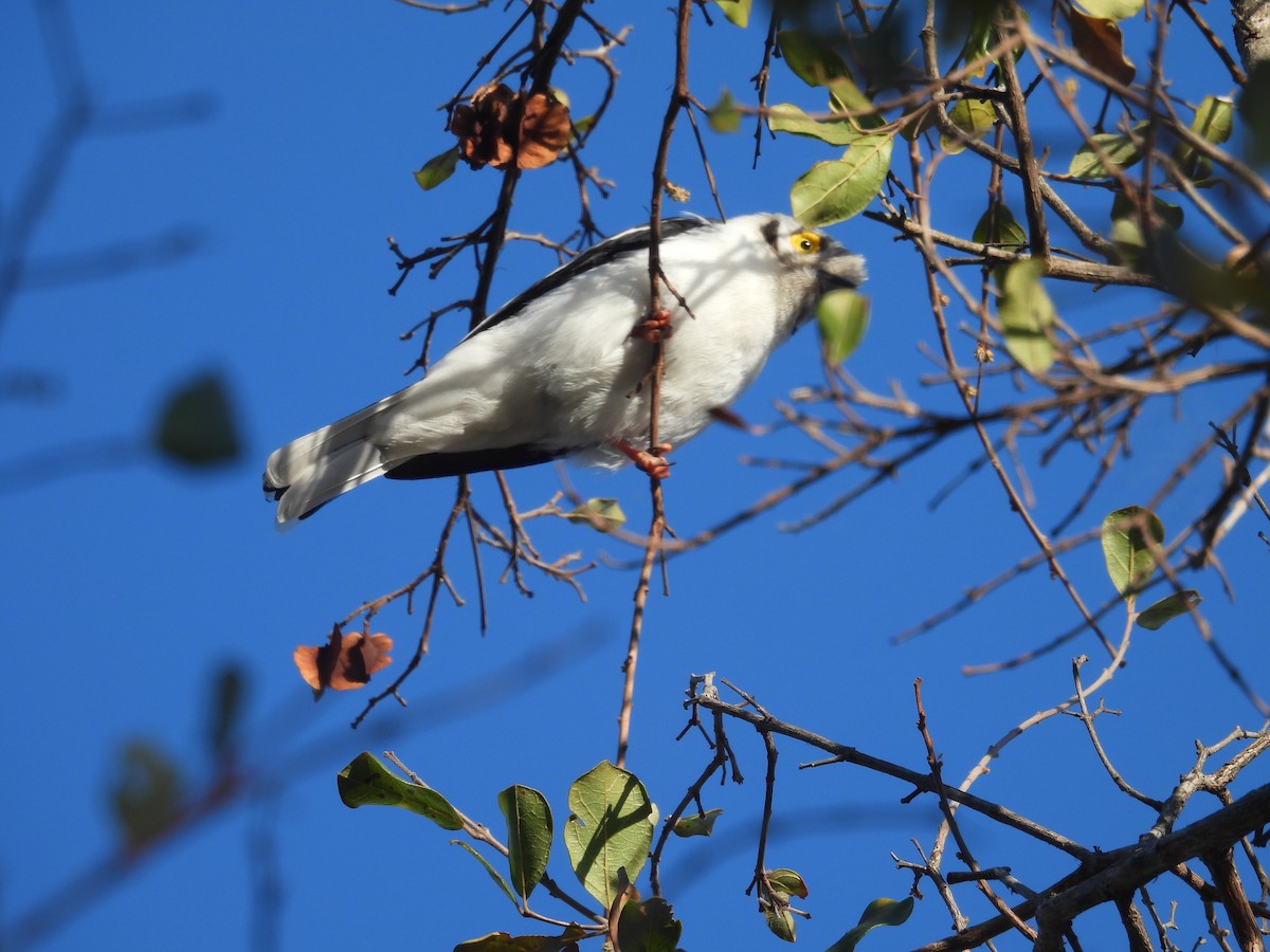White-crested Helmetshrike - ML638937609