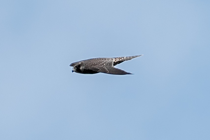 Peregrine Falcon - ML638937611
