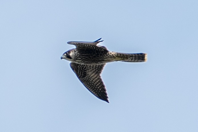 Peregrine Falcon - ML638937613