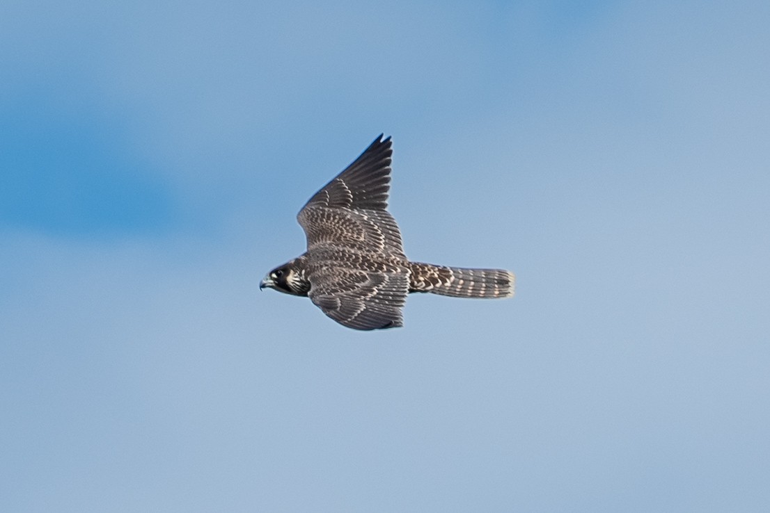 Peregrine Falcon - ML638937614