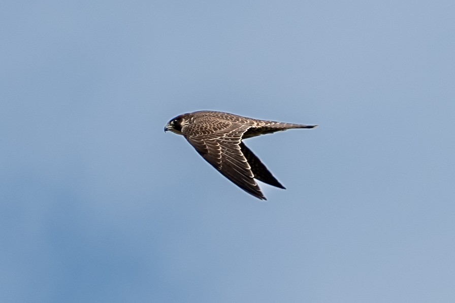 Peregrine Falcon - ML638937615