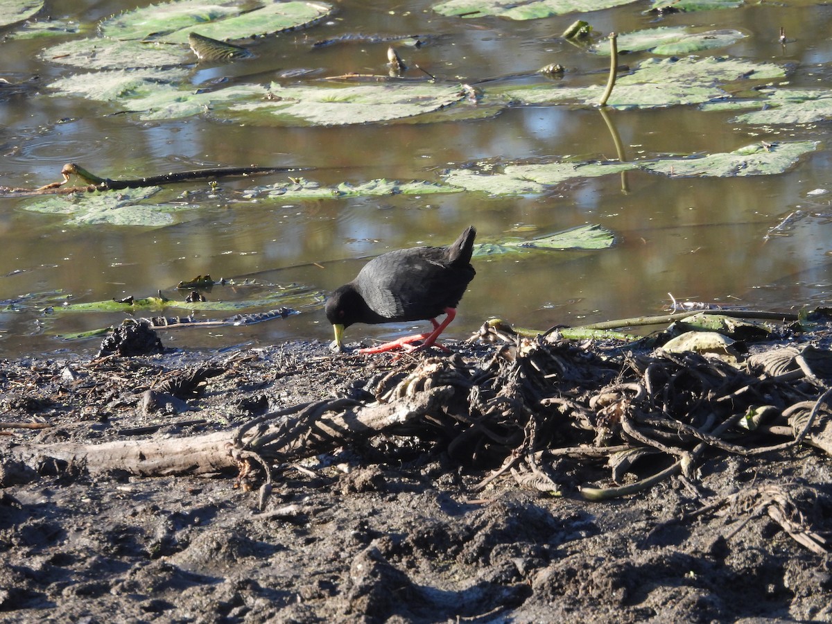 Black Crake - ML638937617