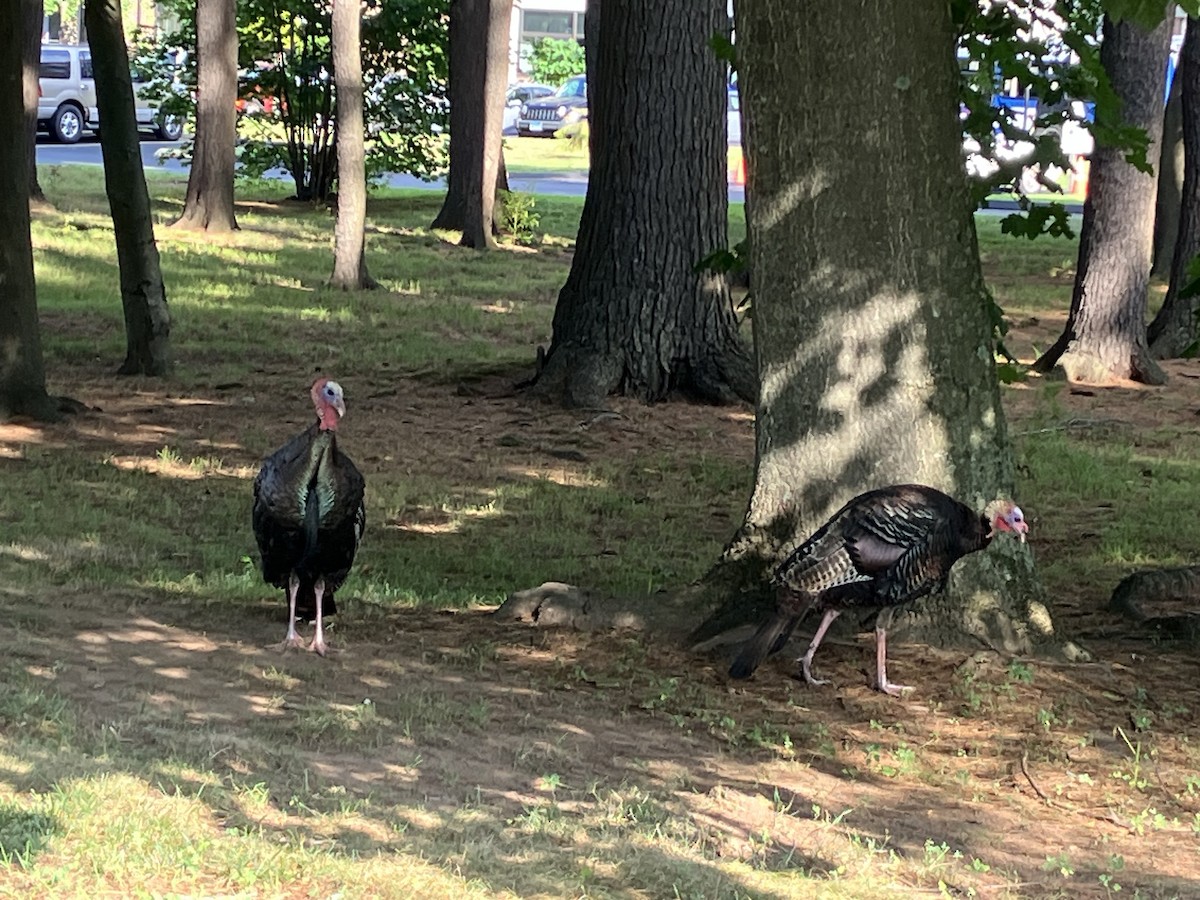 Truthuhn - ML638937618