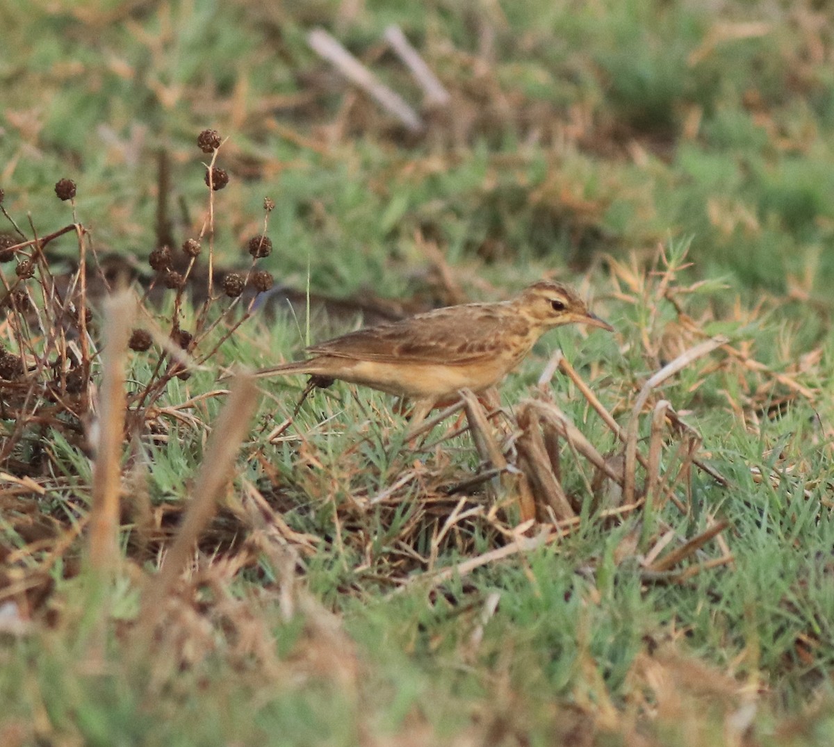 Paddyfield Pipit - ML638937622