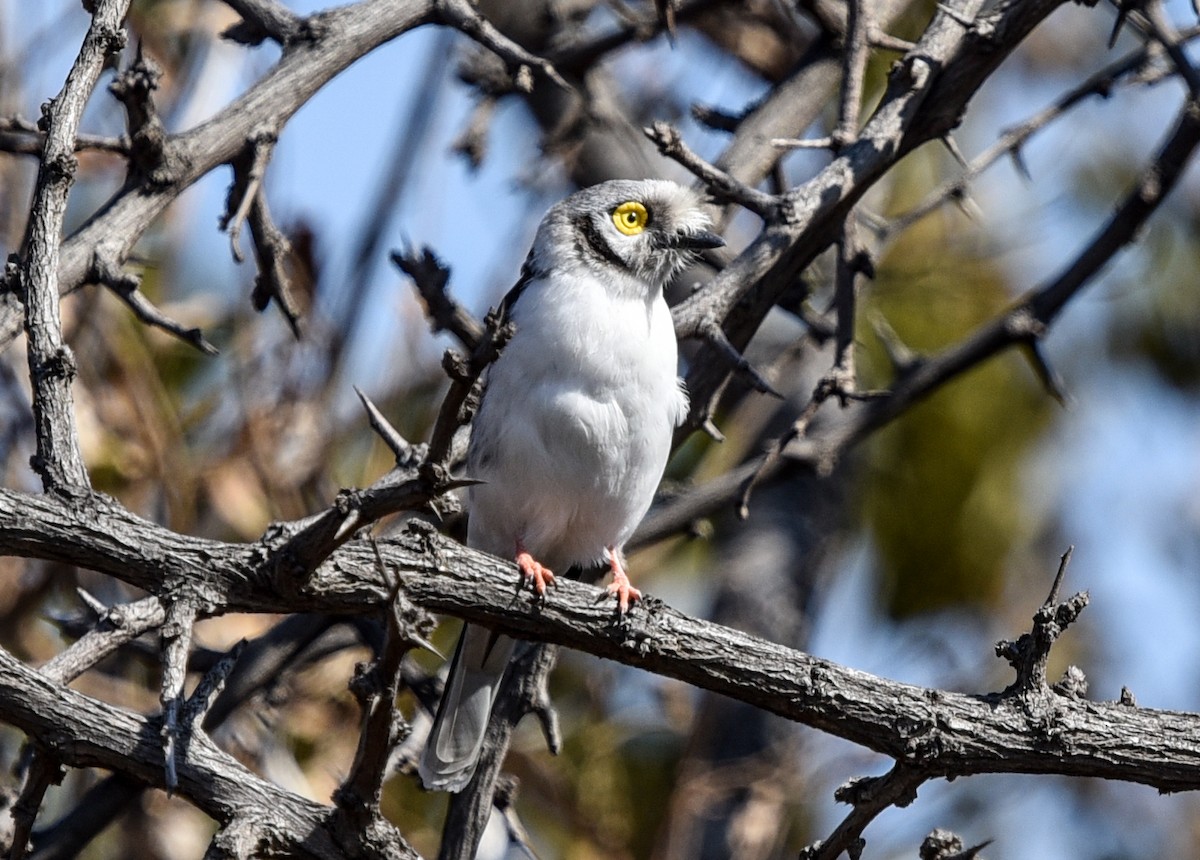 White-crested Helmetshrike - ML638937631