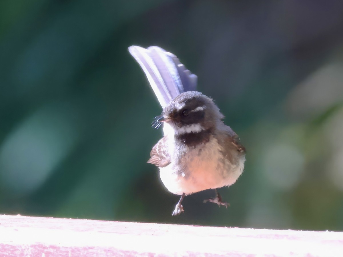 Gray Fantail - ML638937644