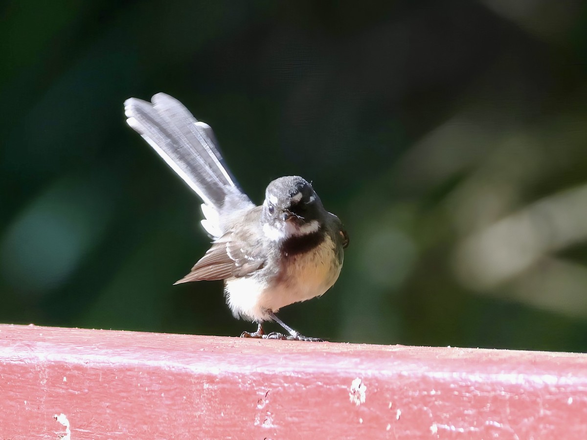 Gray Fantail - ML638937645