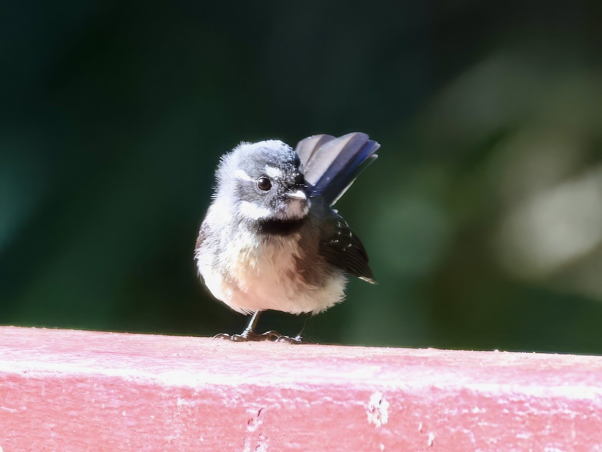 Gray Fantail - ML638937646