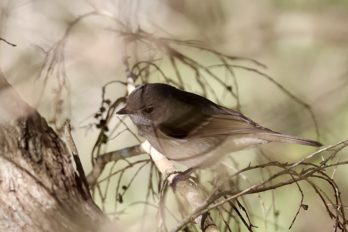 Golden Whistler - ML638937655
