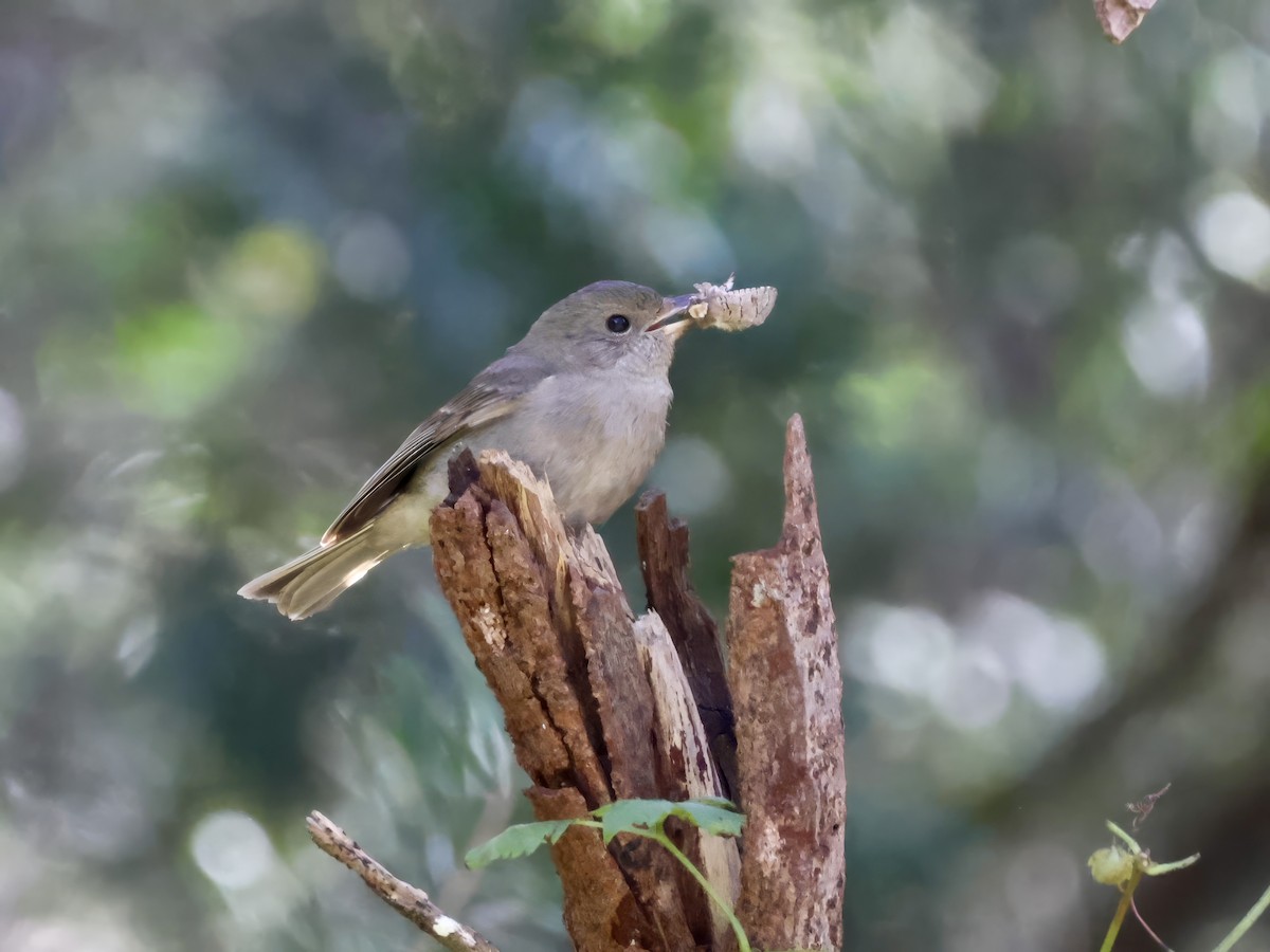 Golden Whistler - ML638937656