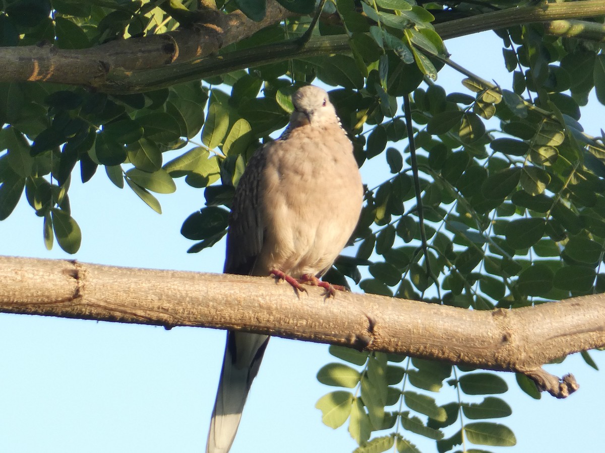 Tórtola Moteada - ML638937683