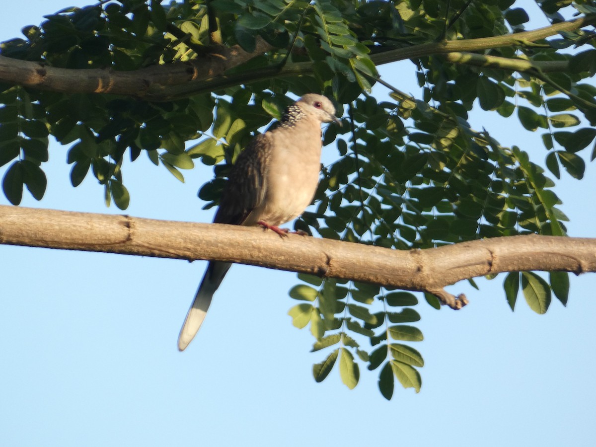 Tórtola Moteada - ML638937684