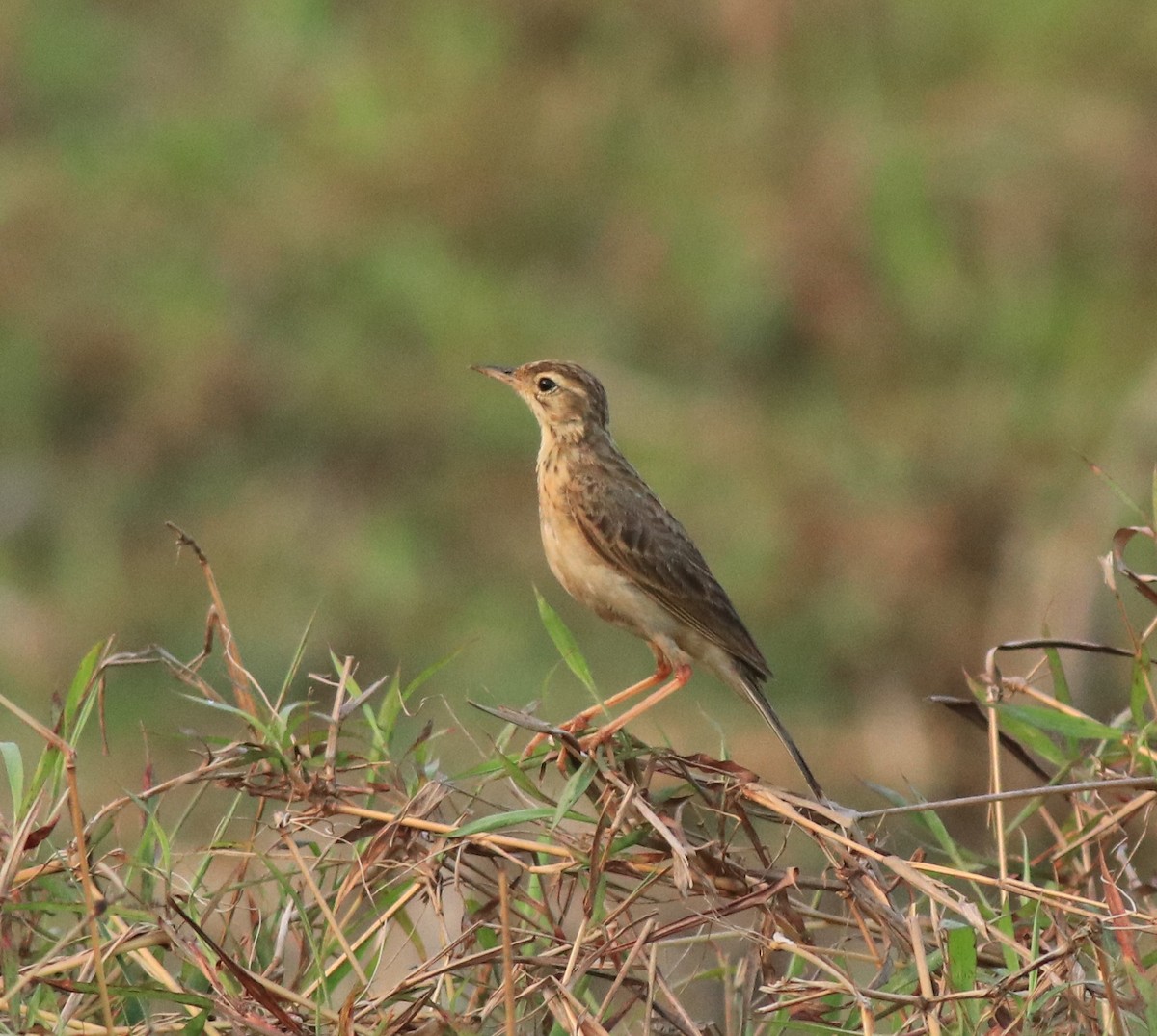 Paddyfield Pipit - ML638937694