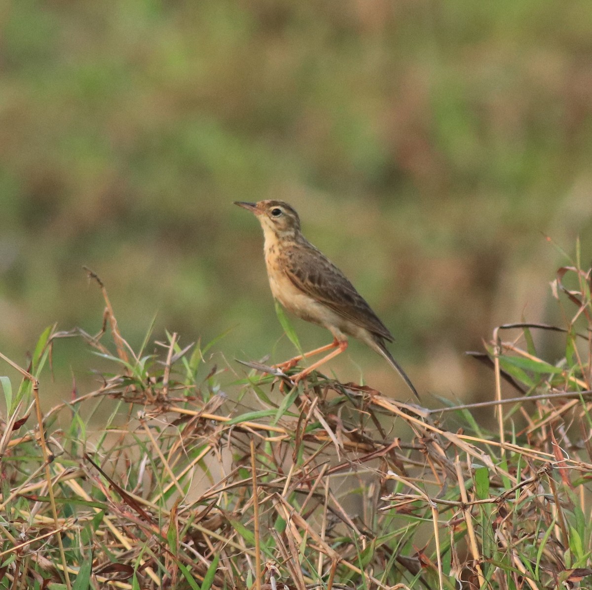 Paddyfield Pipit - ML638937696