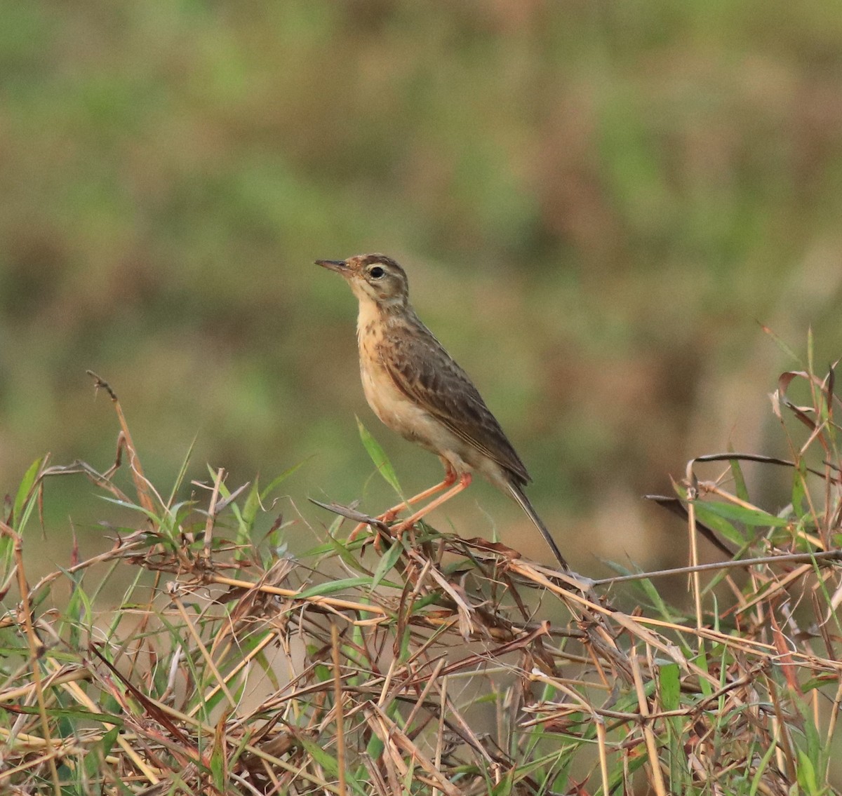 Paddyfield Pipit - ML638937699