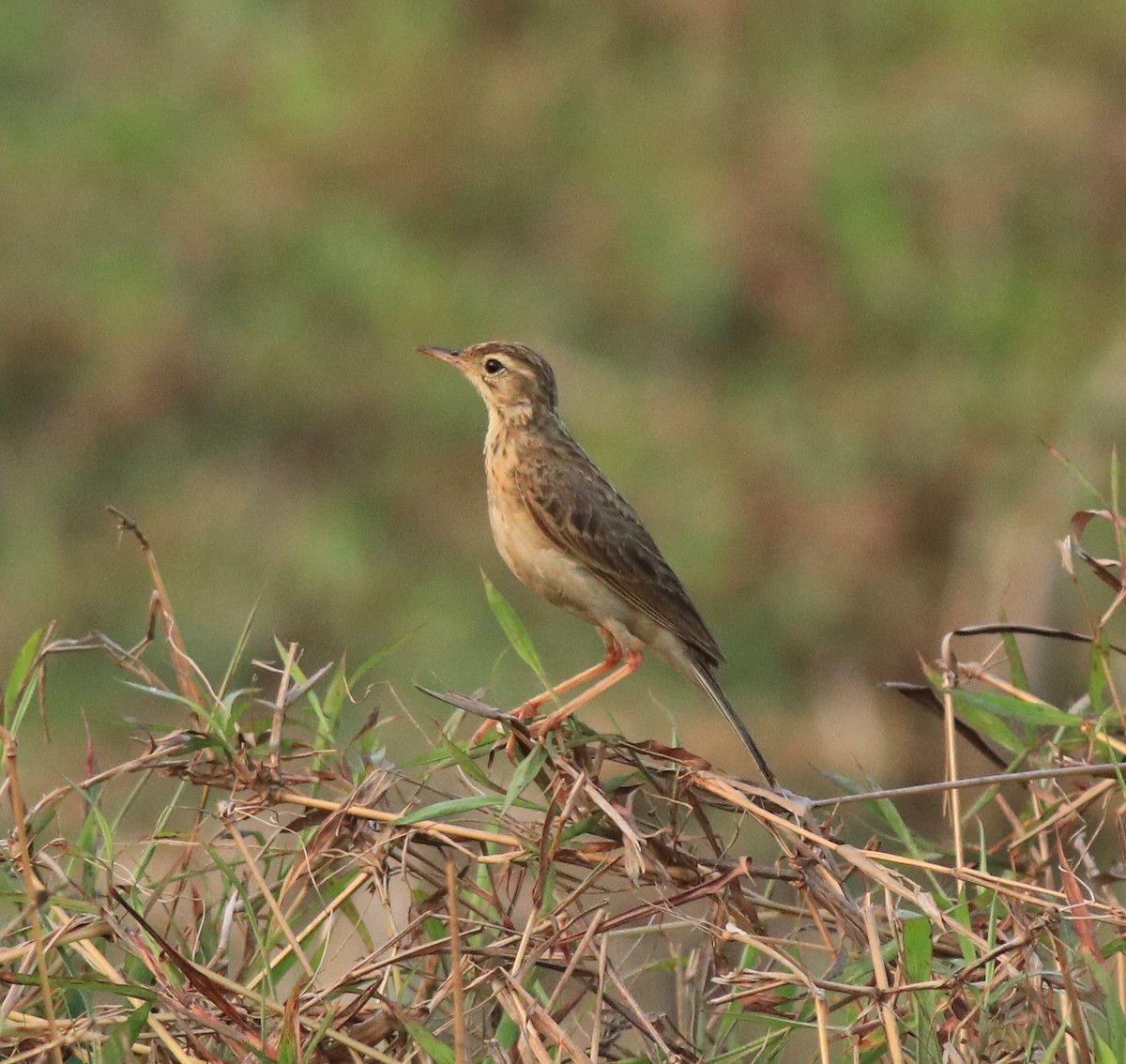 Paddyfield Pipit - ML638937702