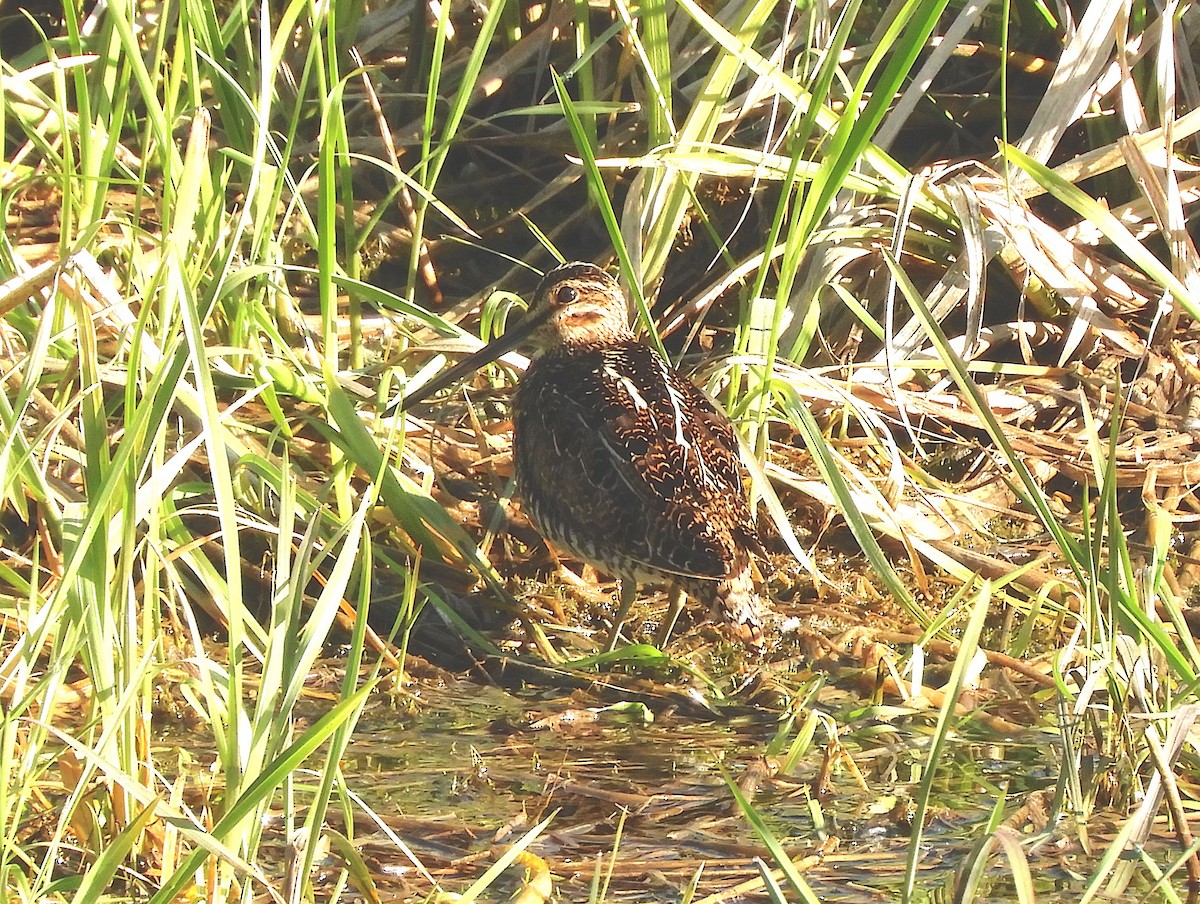 Wilson's Snipe - ML638937706