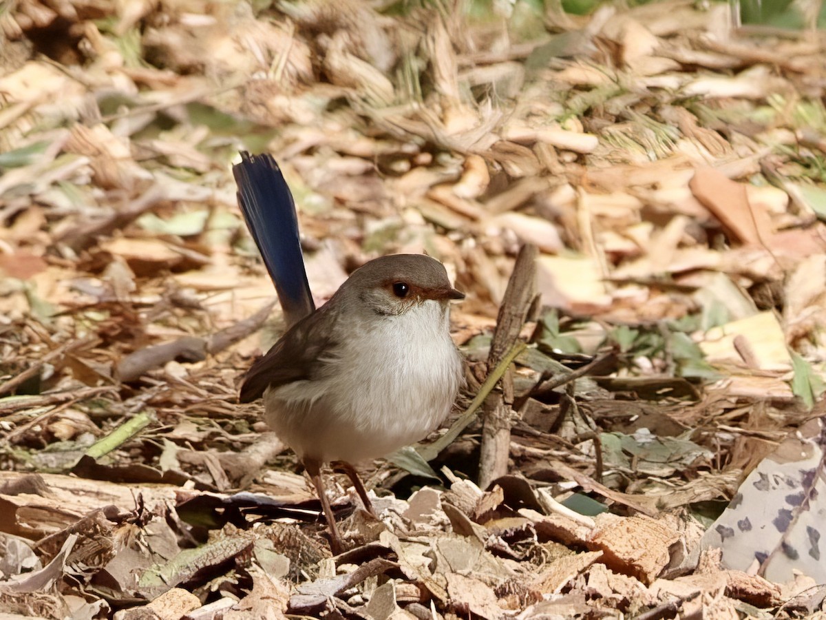 Superb Fairywren - ML638937710