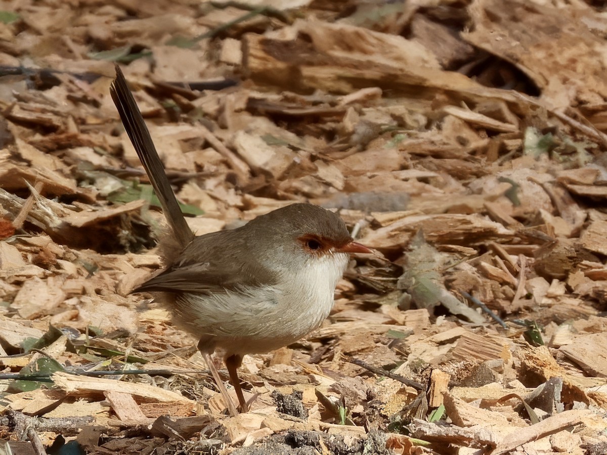 Superb Fairywren - ML638937711