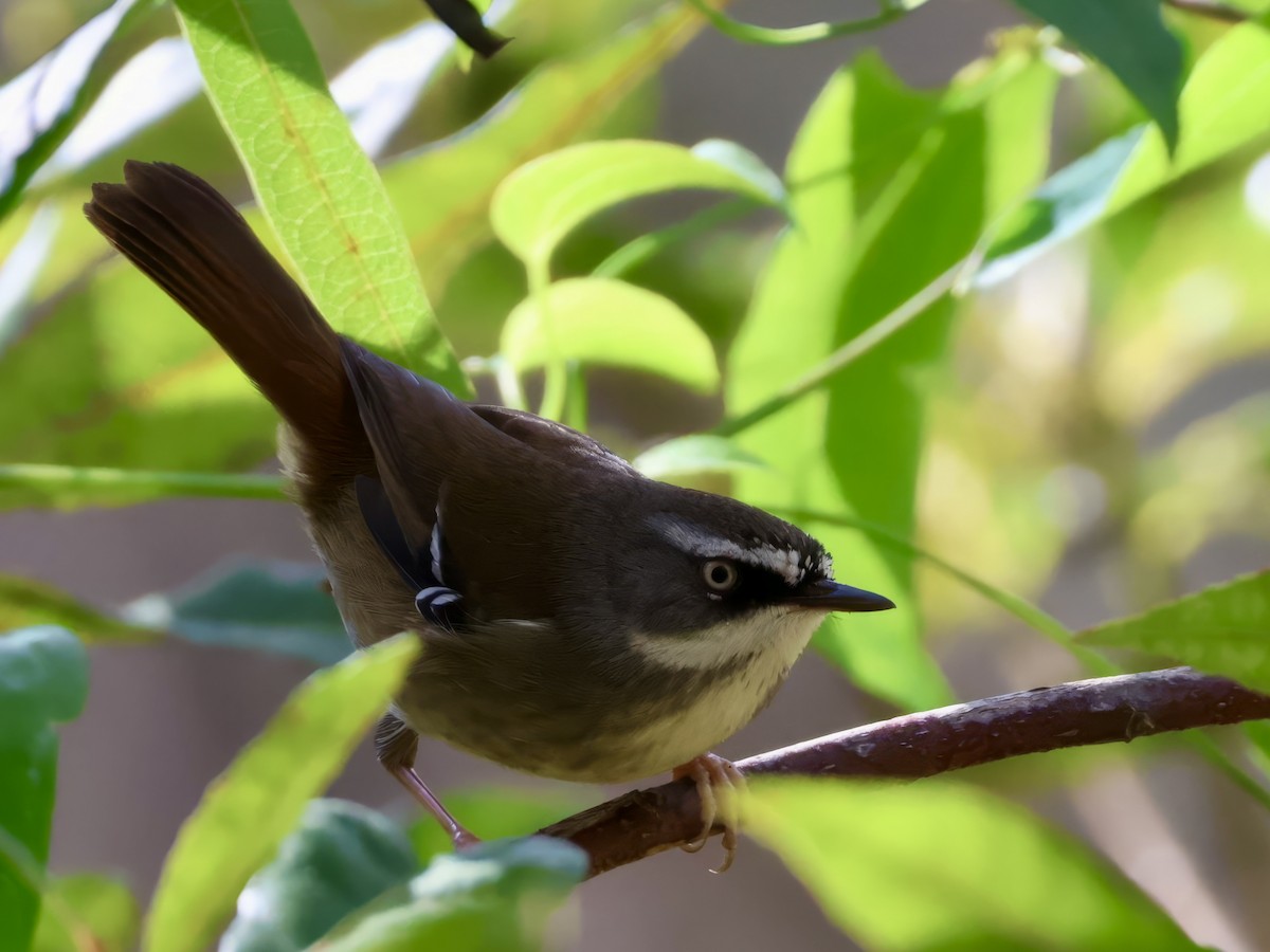 White-browed Scrubwren - ML638937715
