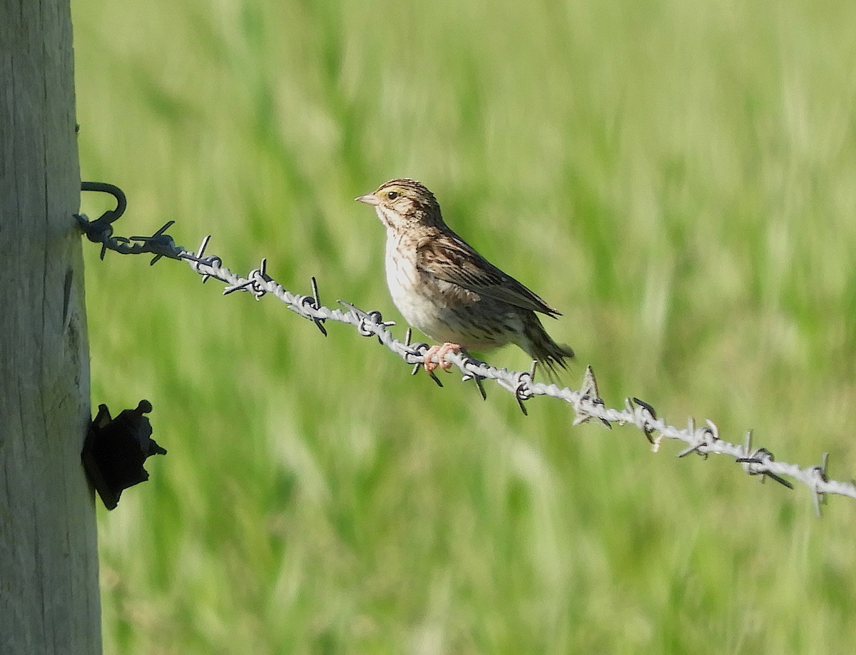 Savannah Sparrow - ML638937716