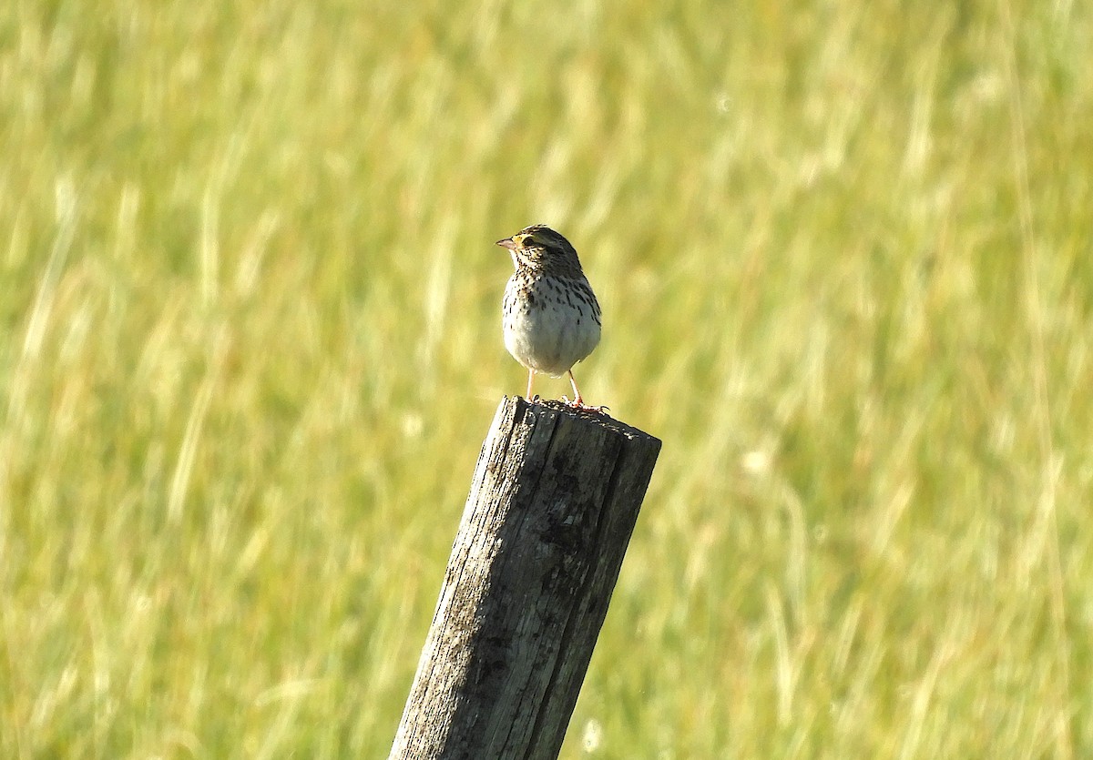 Savannah Sparrow - ML638937717