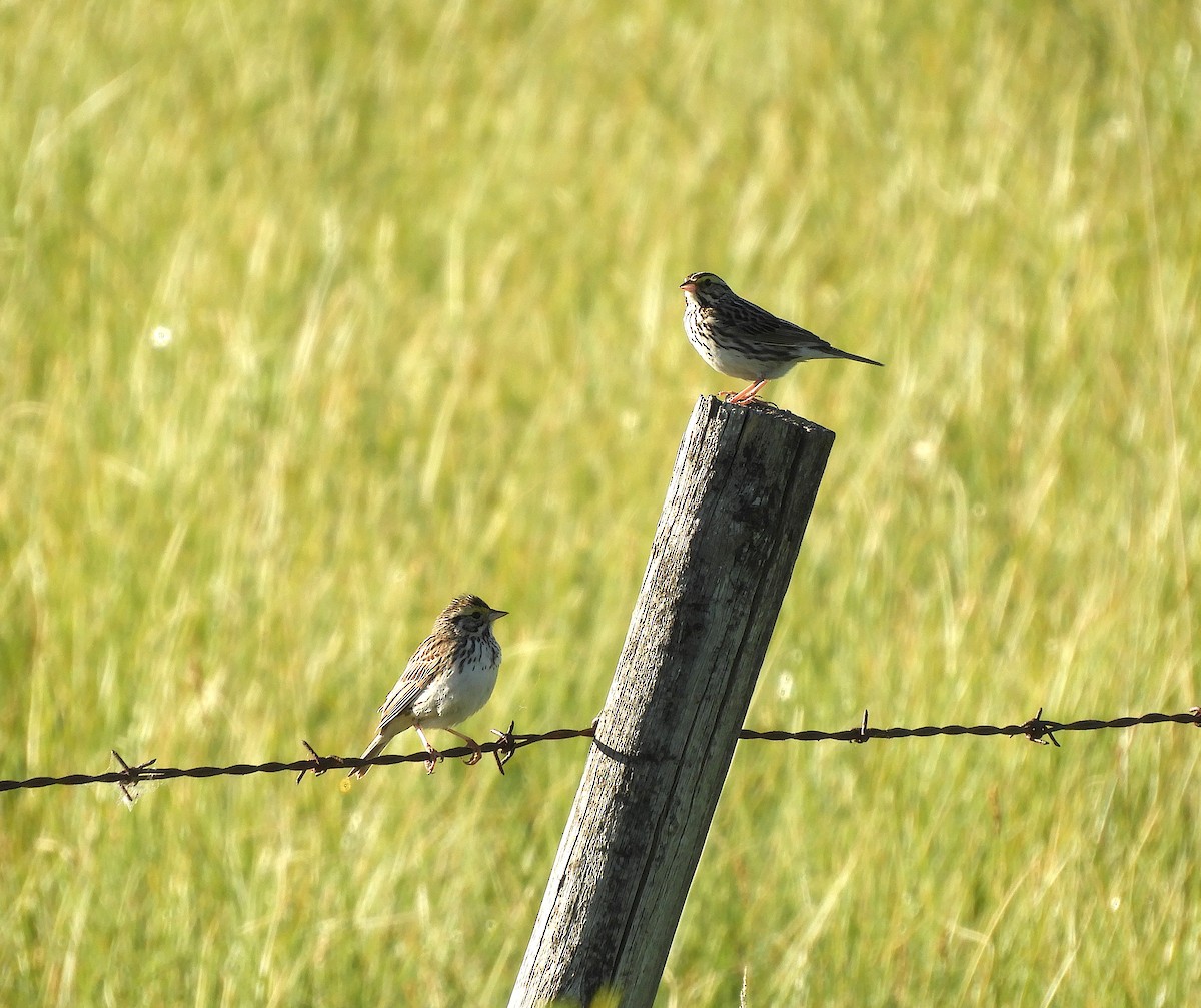 Savannah Sparrow - ML638937718