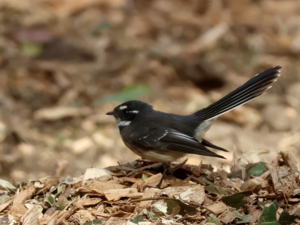 Gray Fantail - ML638937722