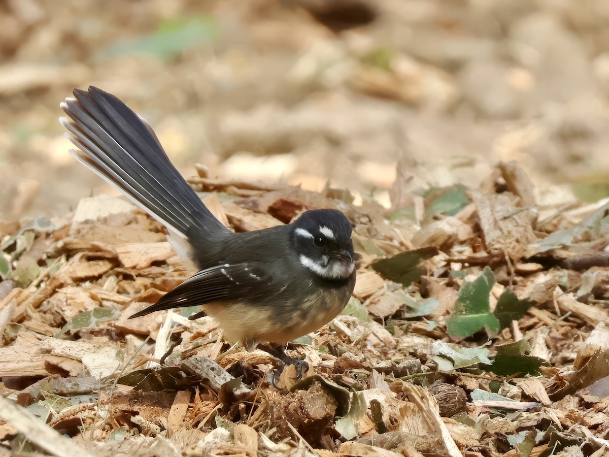Gray Fantail - ML638937724