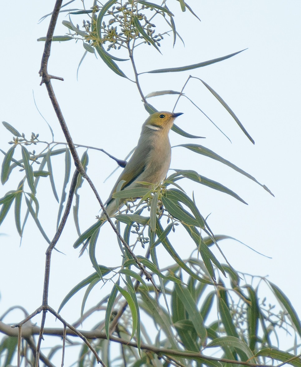 White-plumed Honeyeater - ML638937743