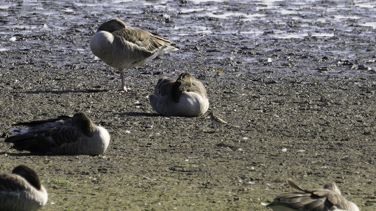 Little Stint - ML638937744