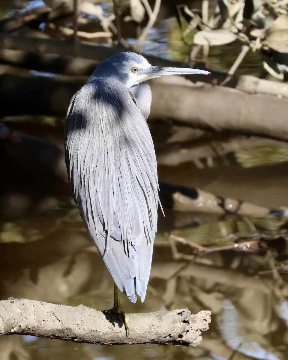 White-faced Heron - ML638937746