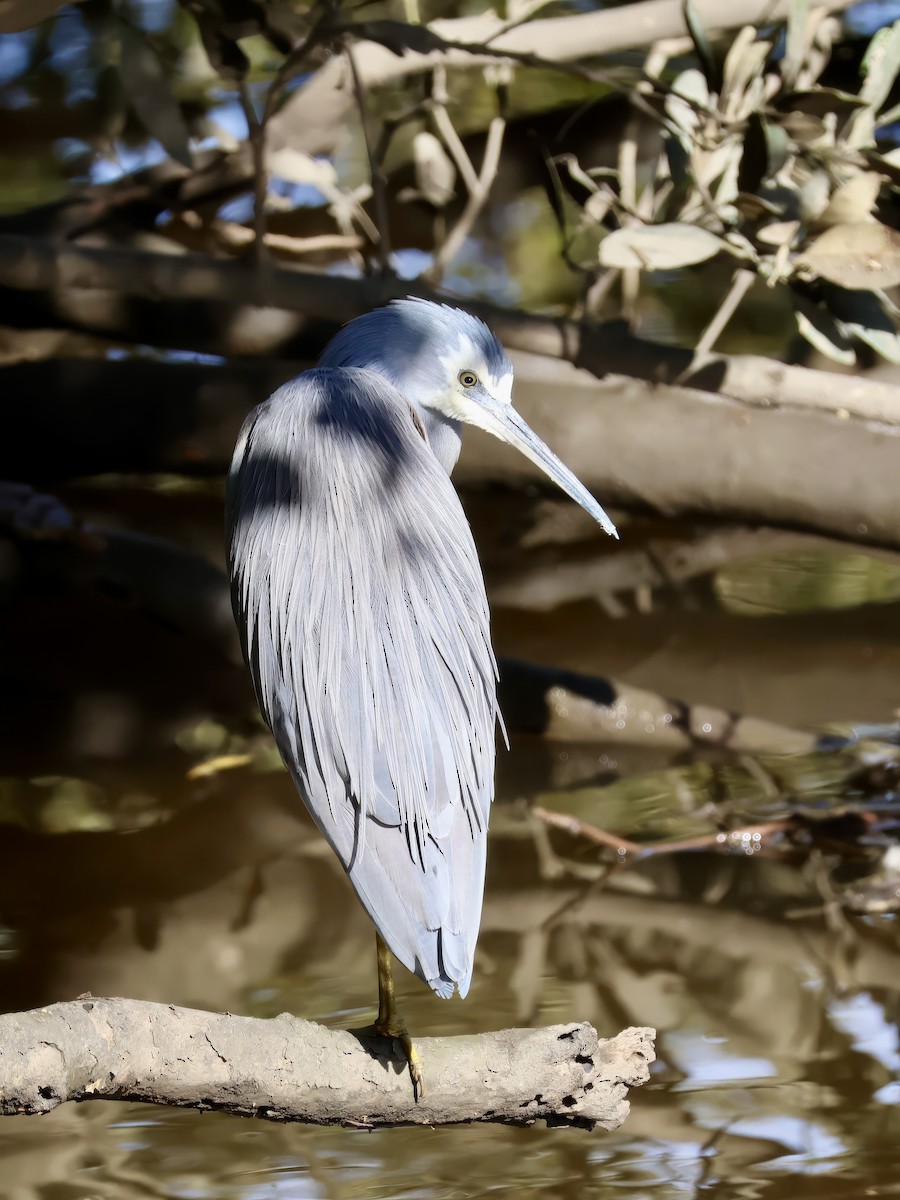 White-faced Heron - ML638937747