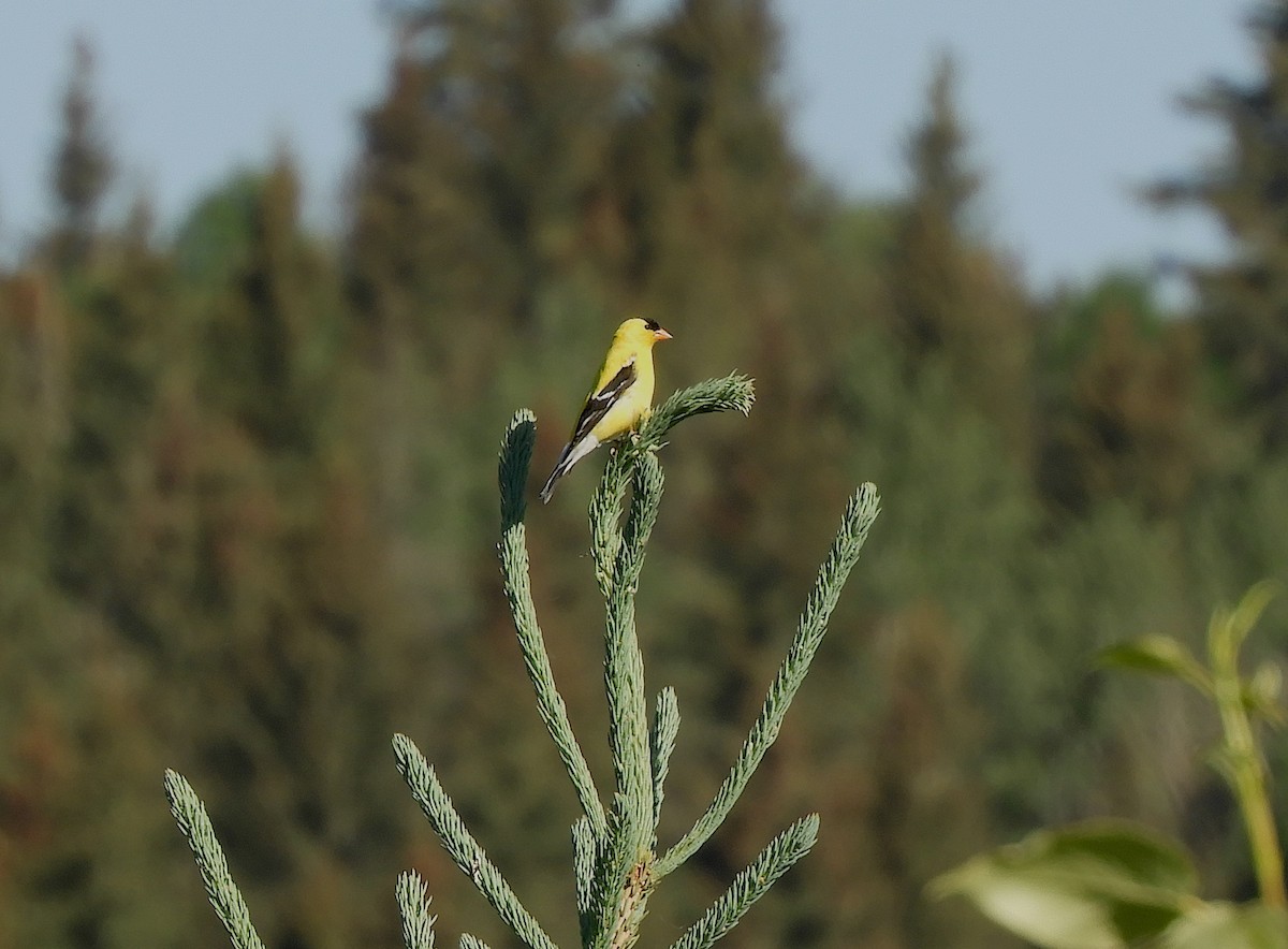 American Goldfinch - ML638937750
